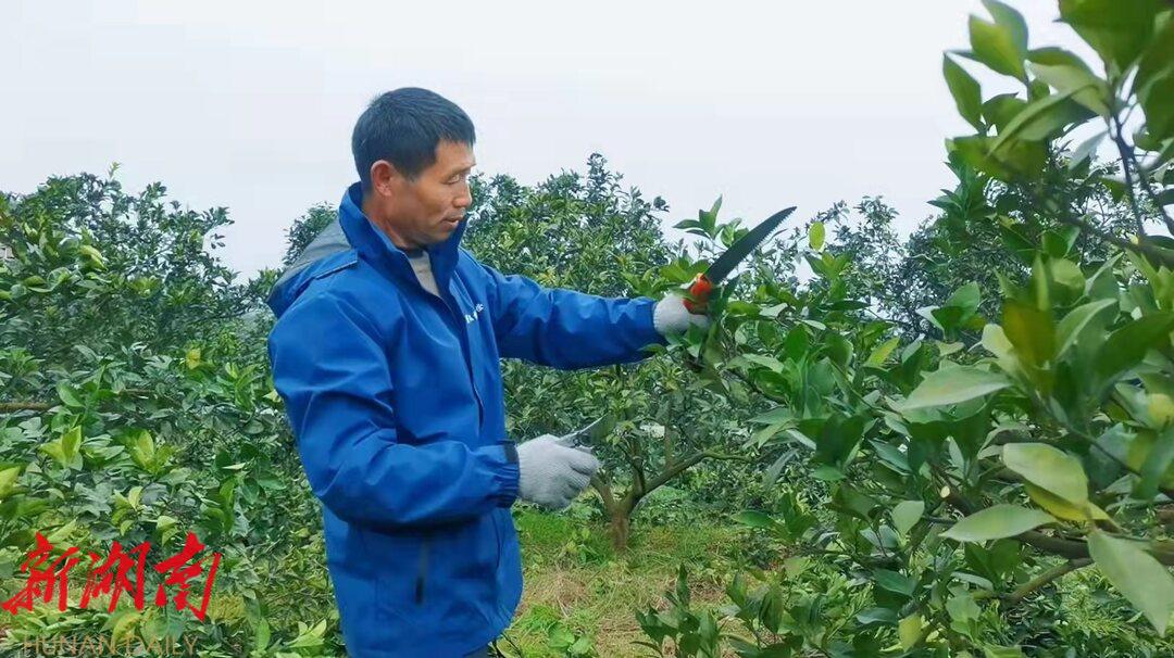 湖南新宁县:“产业工人”脐橙园里显身手_邵阳头条网
